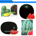 Suntoday resiant para aquecer a relíquia verde frio melhorar a fruta para plantar sementes imagem híbrido vegetal F1 sementes de melão de água sudão